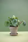 Peperomia argyreia