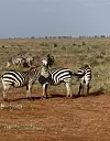 Zebre u Nacionalnom parku Tsavo