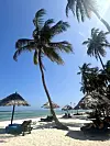 Diani je poznat po predivnim pješčanim plažama