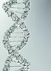 DNA molecules