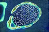 Floating City na Maldivima